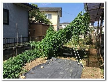 庭ゴーヤ１.jpg