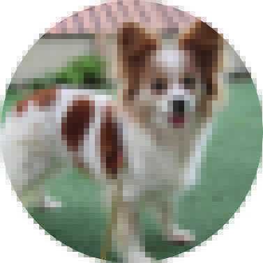 パピヨン.png