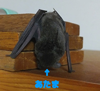 コウモリ２.jpg