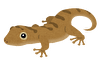 ヤモリ.png